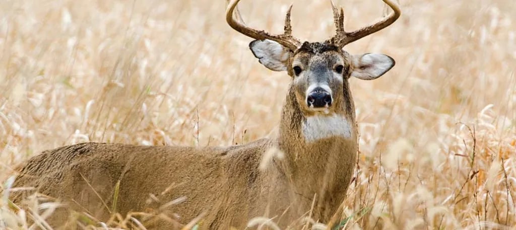 Bois D’Arc Lake Wildlife Area