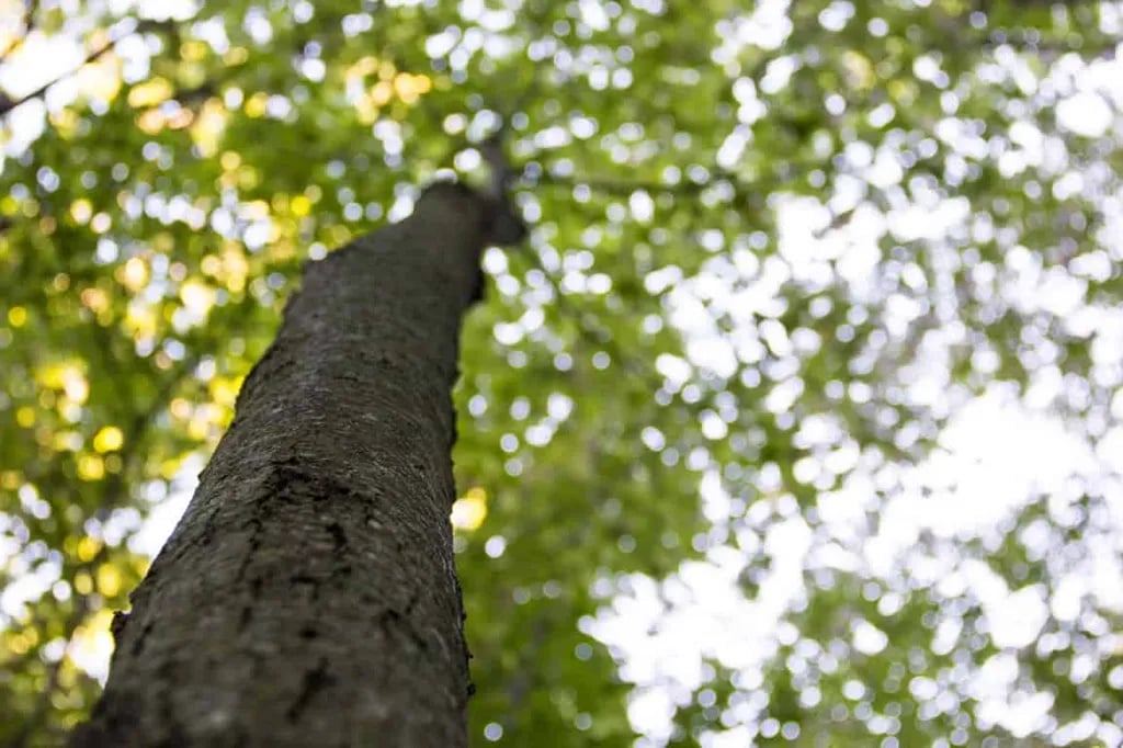 Wolverine Campground