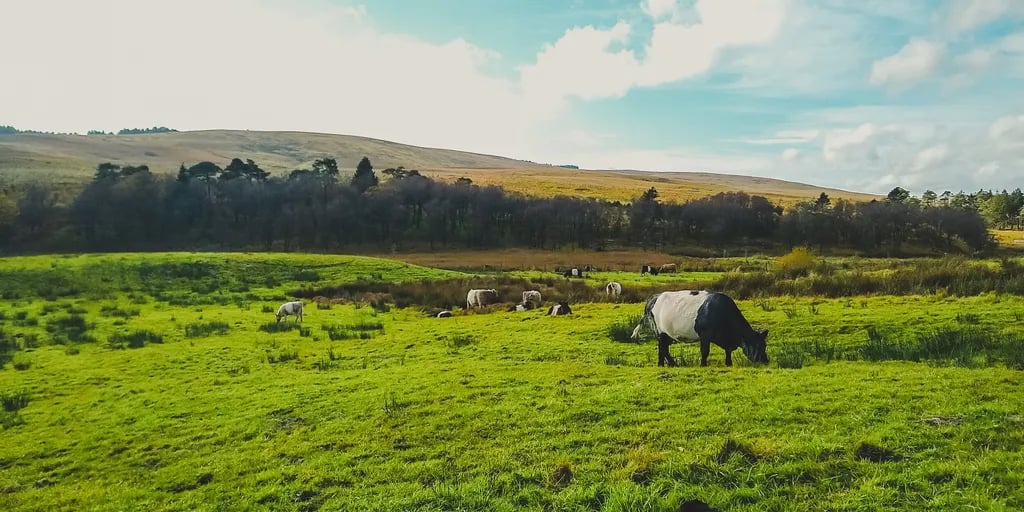 Nethergill Farm gallery 3