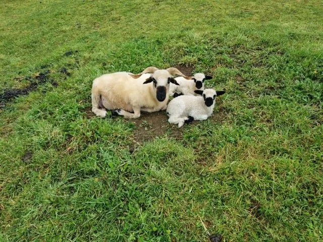 Camping La Ferme de Villeneuve gallery 1