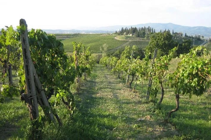 Azienda Agricola Montaioncino gallery 1