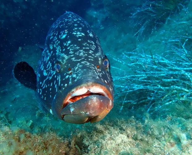 Camping International gallery 1