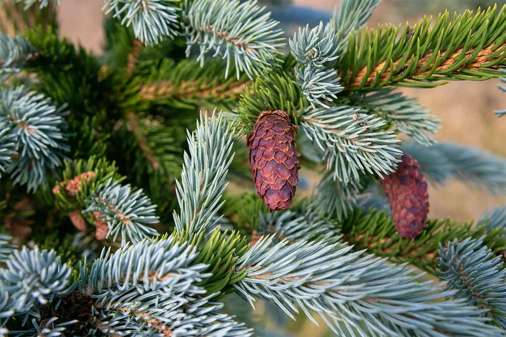 Tjaldsvæðið Hallormsstaðaskógi gallery 1