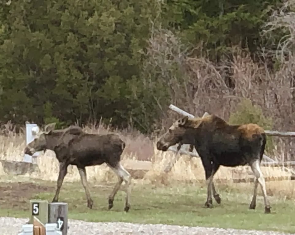 Rambling Moose Campground