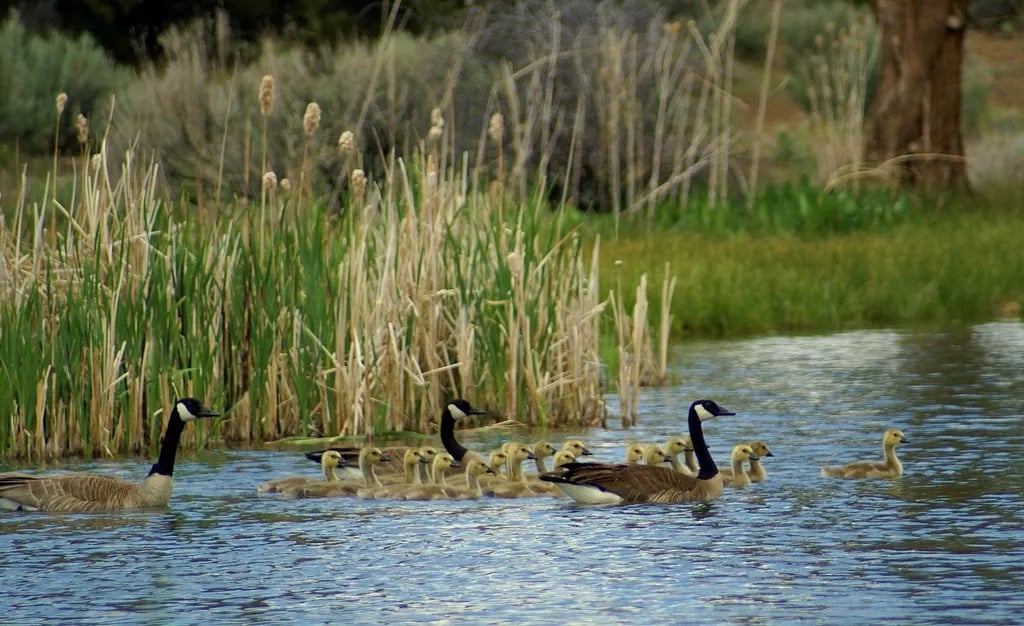 Likely Place RV and Golf Resort gallery 3
