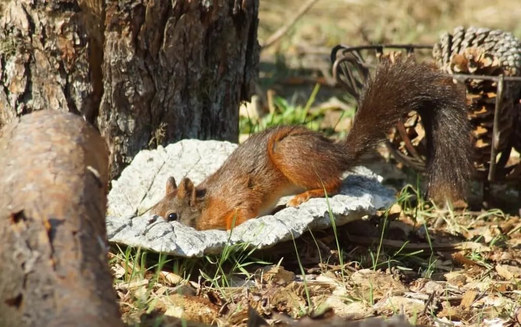 Camping De Vogelsangh gallery 1