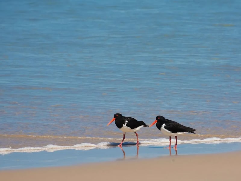 Beach camping zone 1 – Govi and Wongai, K’gari (Fraser Island) Recreation Area gallery 1