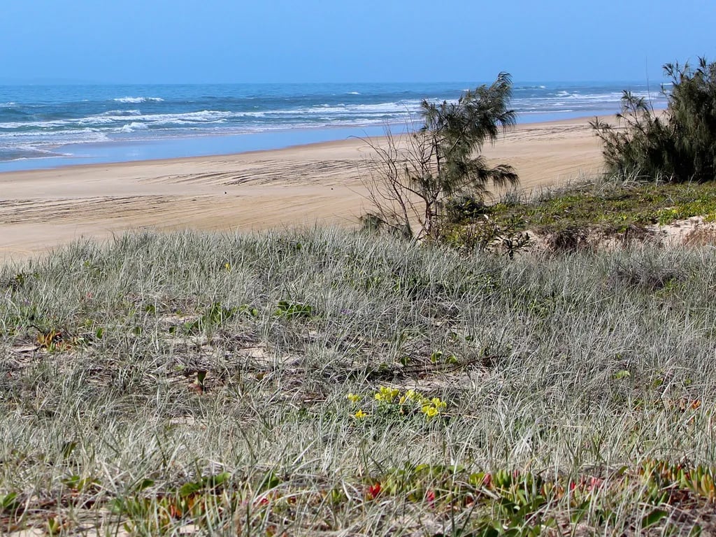 Beach camping zone 2 – One Tree Cornwells Gabala K`gari (Fraser Island) Recreation Area