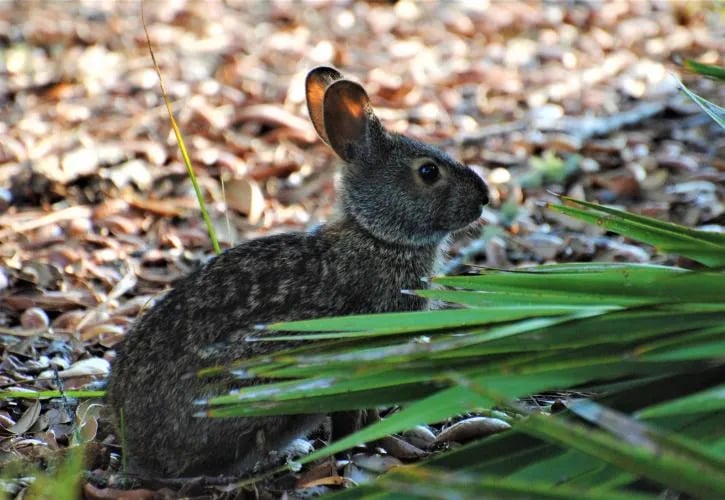 St. Andrews State Park Campground gallery 1