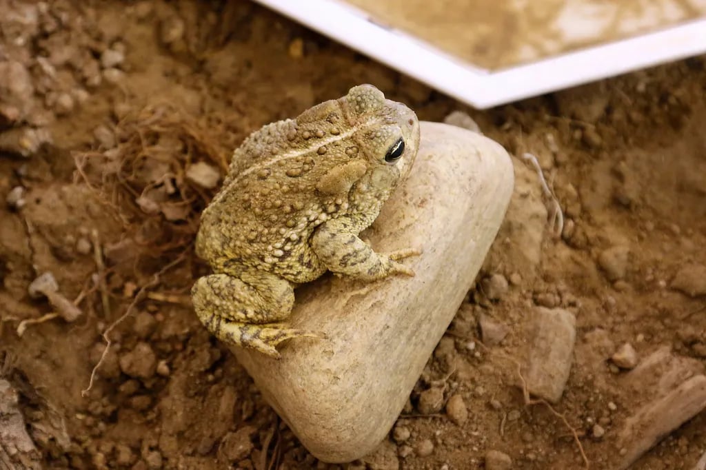 Castlewood Canyon State Park gallery 3