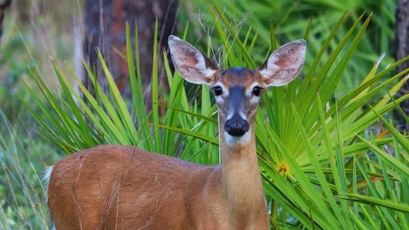 Ochlockonee River State Park Campground gallery 3