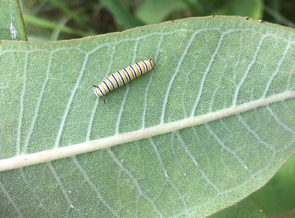 Spaulding Mountain Lean-to — Appalachian National Scenic Trail