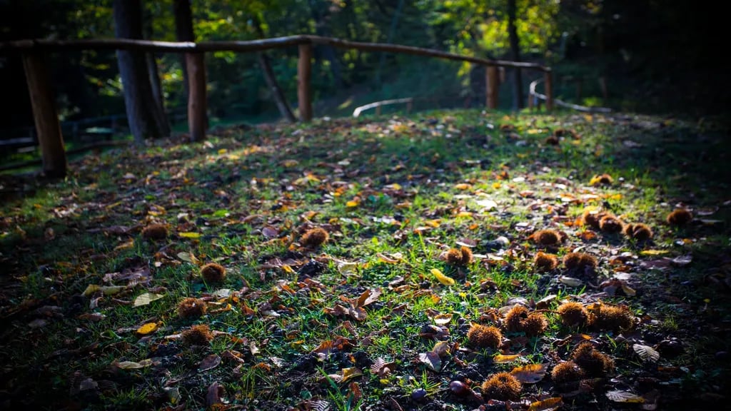 Campeggio Sestola gallery 3