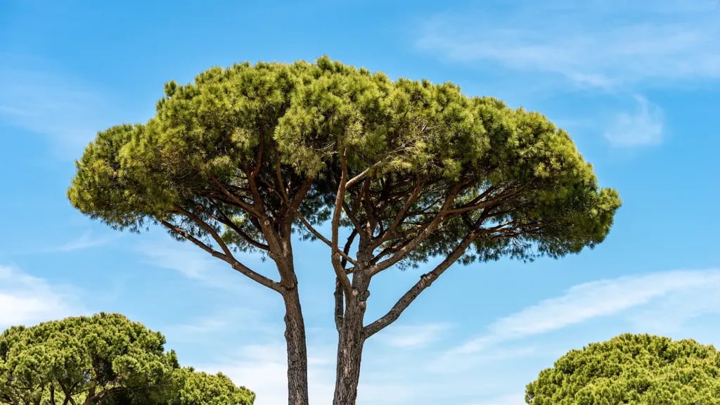 Domaine de Verdagne gallery 2