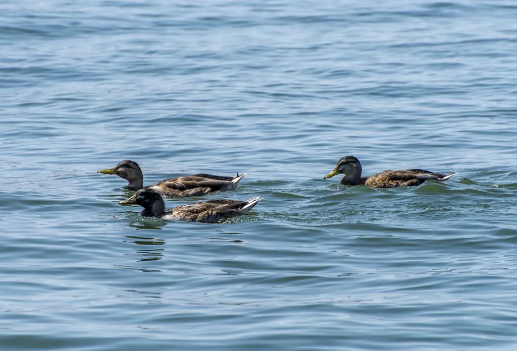 Lake Perris State Recreational Area Campground gallery 2