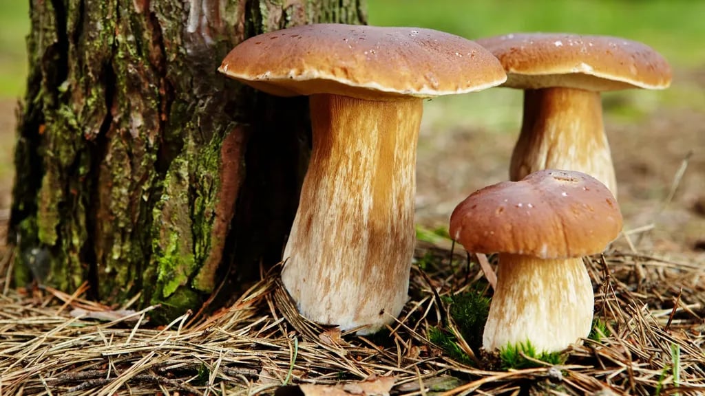 Parque Biológico de Vinhais gallery 1