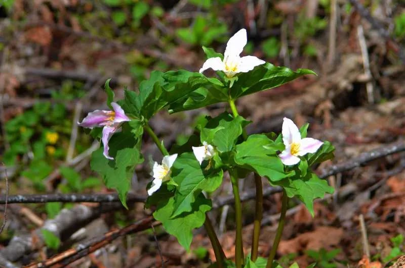 Elk Meadows RV Park gallery 1