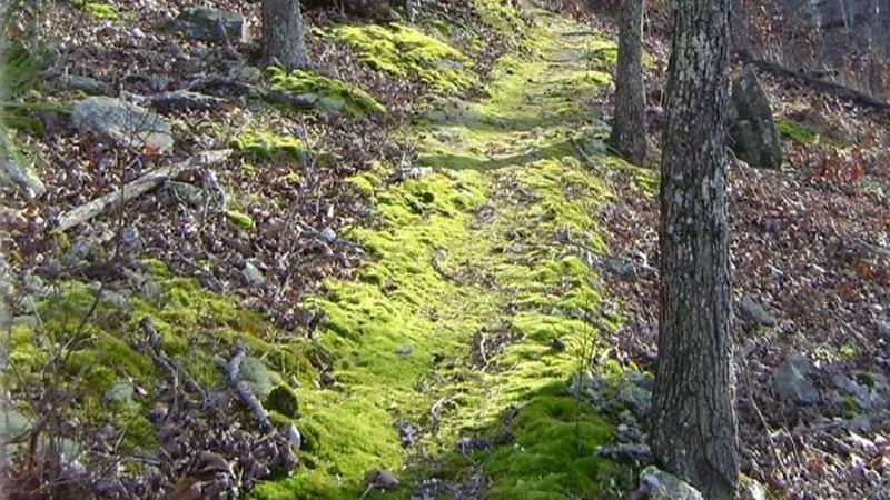Roberts Field Backcountry Camping — Ozark National Scenic Riverway gallery 2