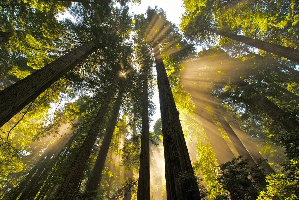 Mill Creek Campground — Del Norte Coast Redwoods State Park