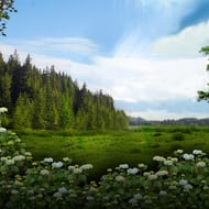 Majestic Forest Buy Bonus
