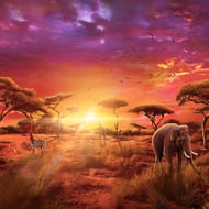 Majestic Safari