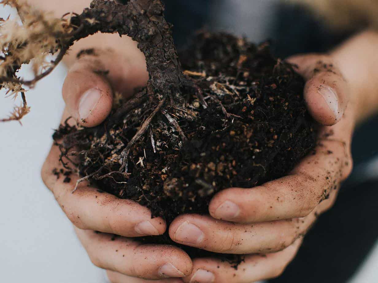 Featured image for “5 Reasons Gardening Is Good for Your Health”