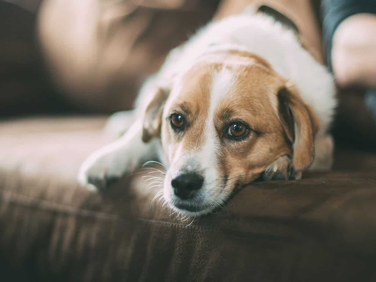 Featured image for &ldquo;Pet Stores to Target the Owners of America&rsquo;s Overwhelming Number of Overweight Dogs&rdquo;