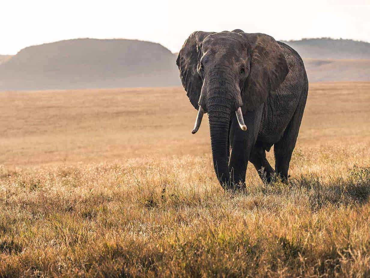 Featured image for &ldquo;Young Consumers Prefer Ethical Wildlife Tourism&rdquo;