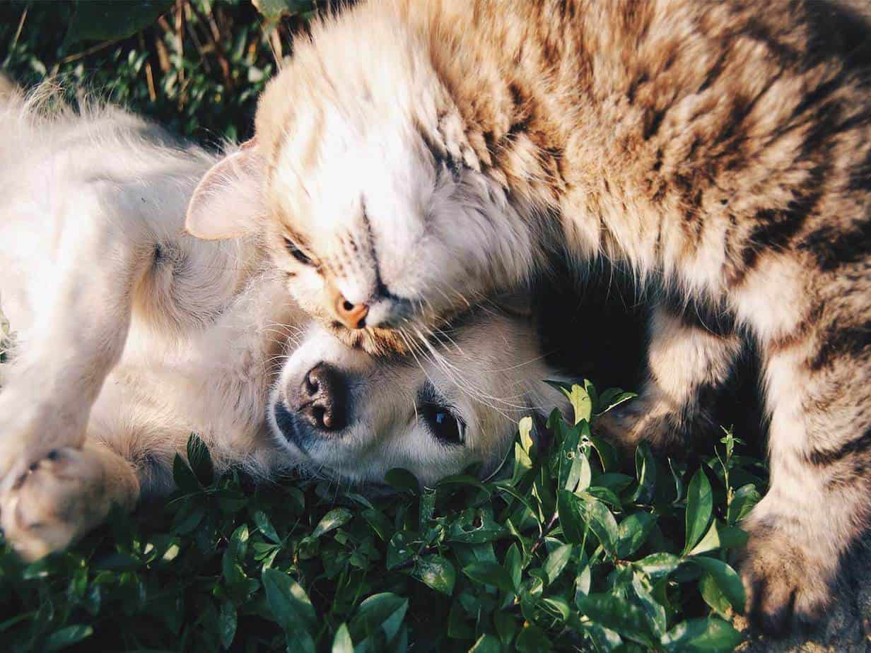 Featured image for “Vets to Promote Services to Consumers with Overweight Dogs and&nbsp;Cats”