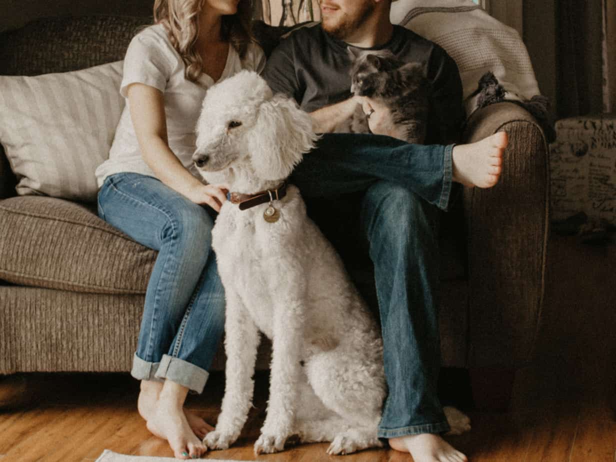 Featured image for &ldquo;Retailers to Promote Pet Products by Humanizing Pets&rdquo;