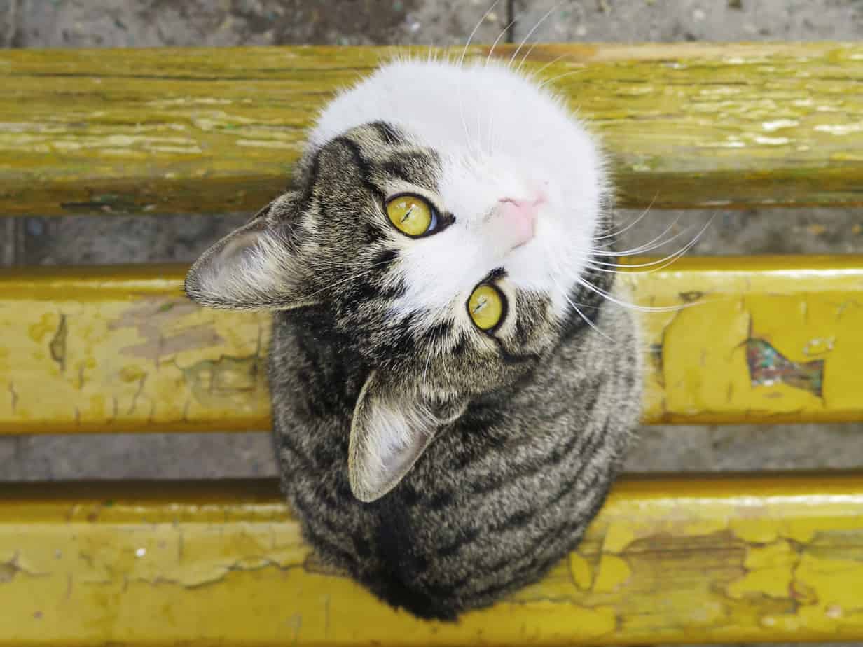 Featured image for “Airlines to Clarify Rules for Flying Pets”