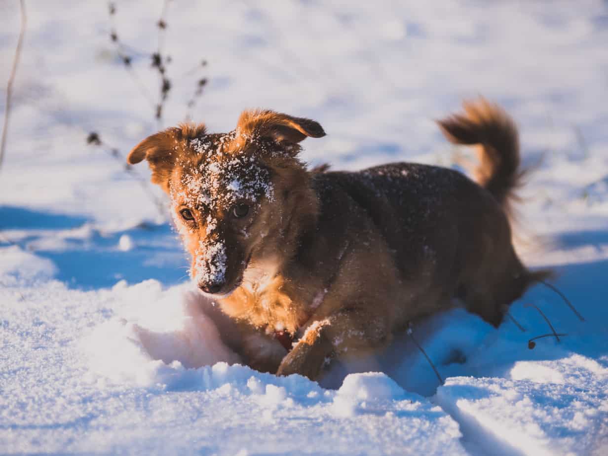 Featured image for “Pet Stores to Promote Cold Weather Products for&nbsp;Dogs”