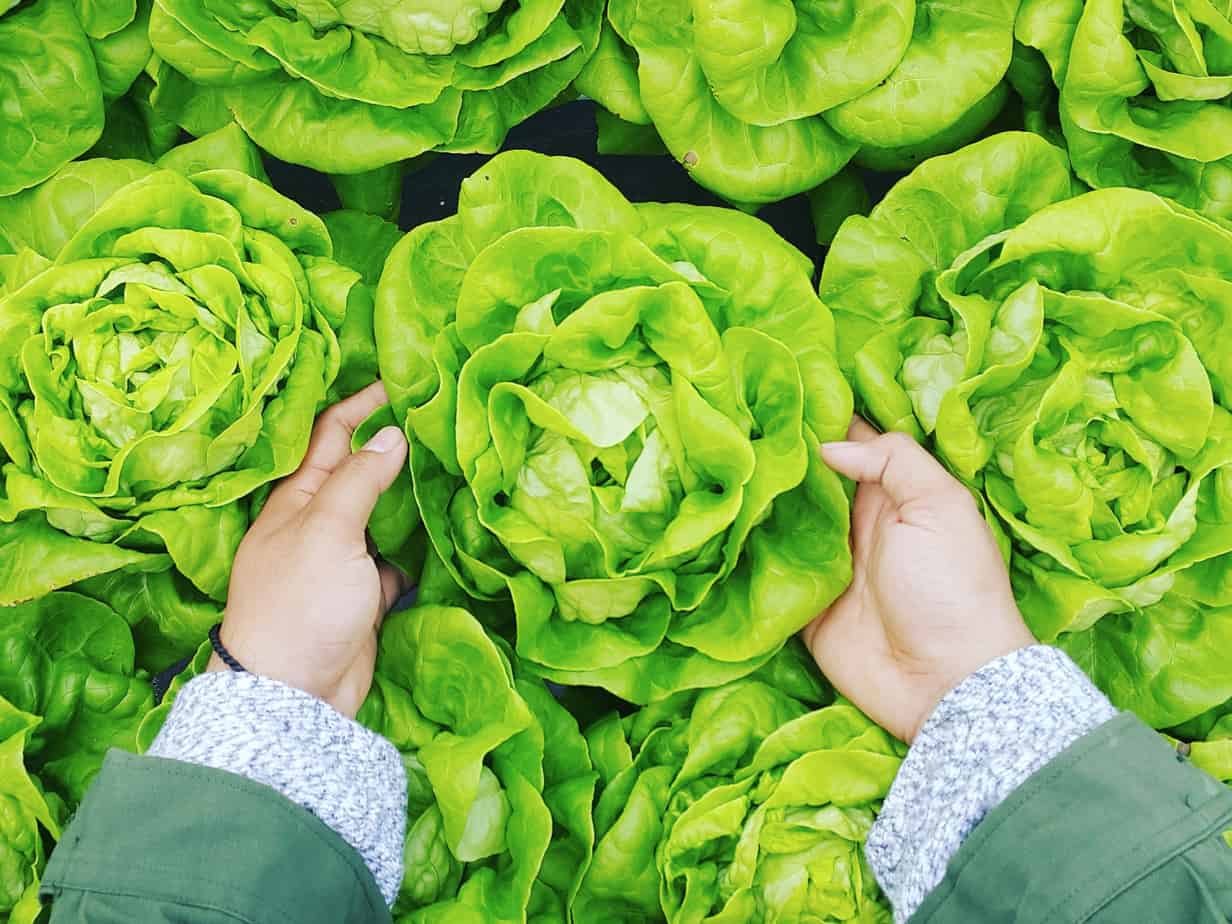 Featured image for “Grocers to Promote the Benefits of Different Leafy Greens”