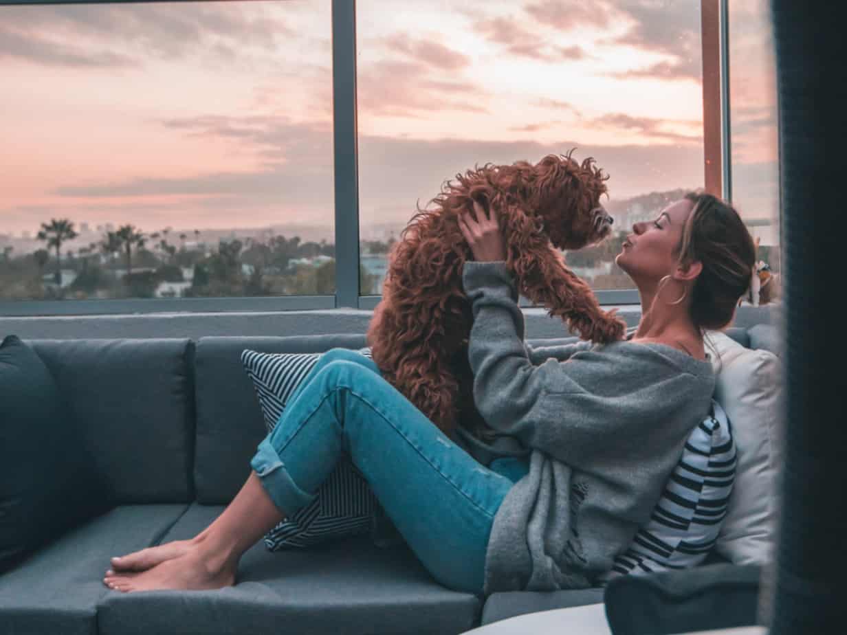 Featured image for “Animal Shelters Searching for Foster Parents During Pandemic”