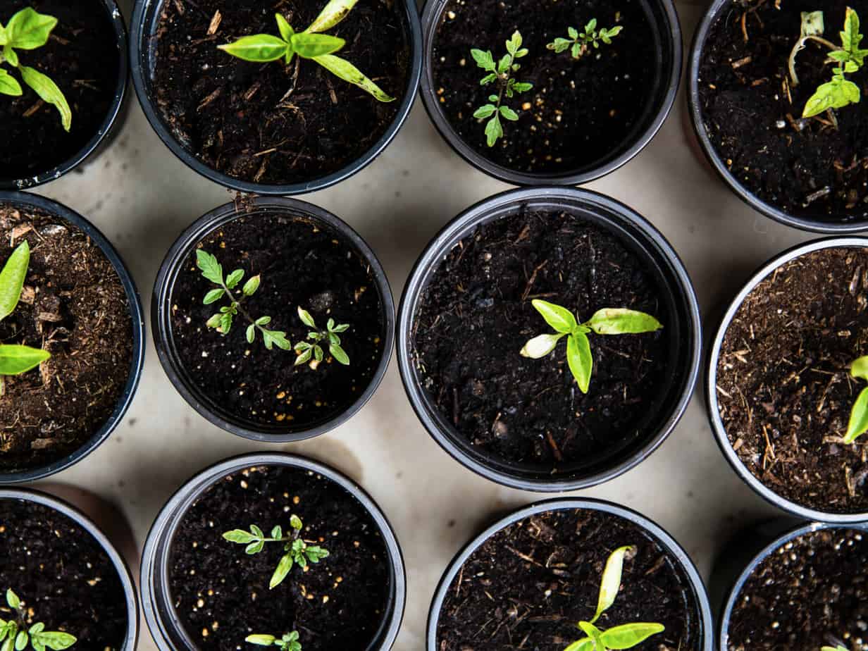 Featured image for &ldquo;The New American Pastime for Young Consumers: Gardening&rdquo;