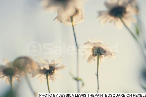 soft image dandelions