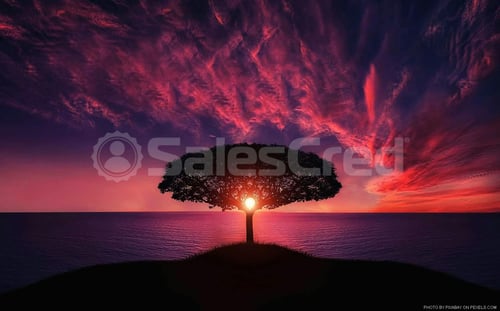 tree in sunset