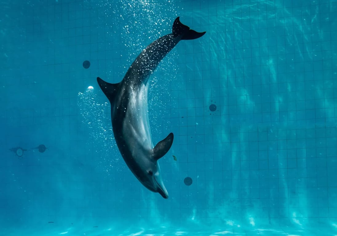 Delfinario de Dubái (Espectáculo de Delfines de Dubái) - Image 4