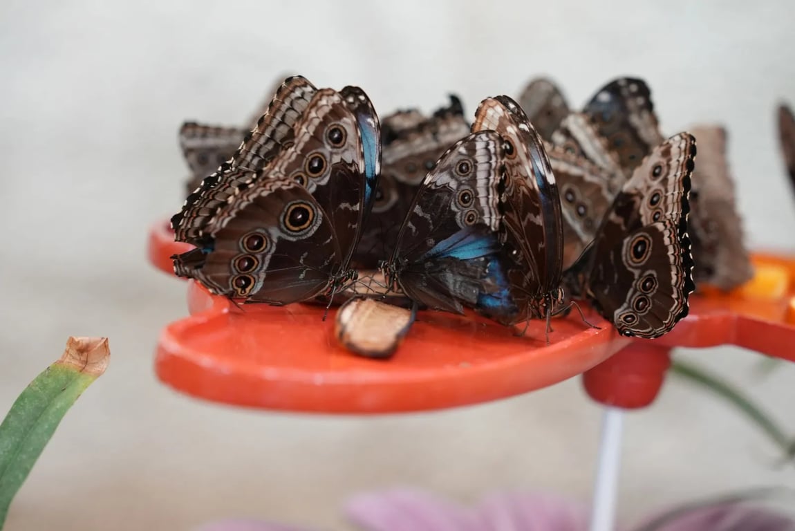 Dubai Butterfly Garden - Image 2