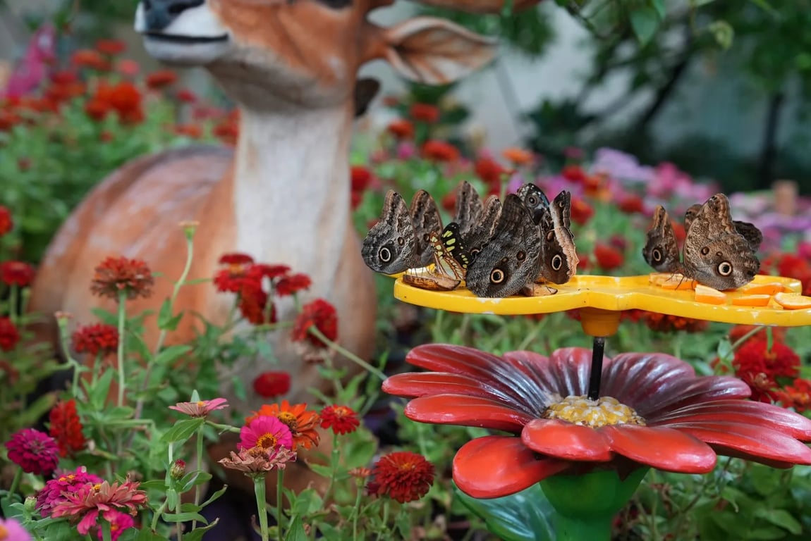 Dubai Butterfly Garden - Image 3