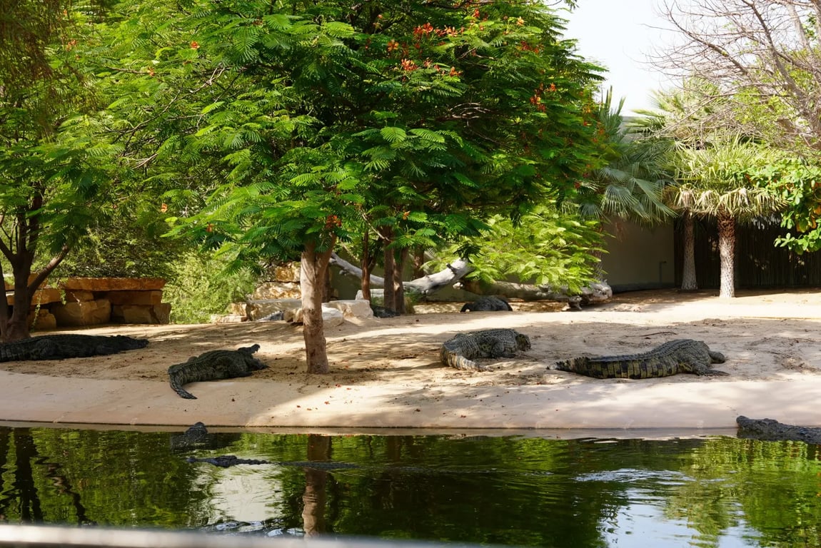 Парк крокодилов в Дубае - Image 4