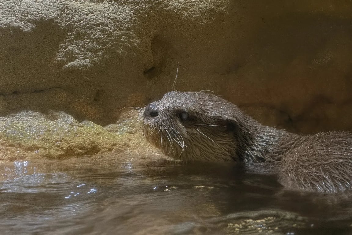 Aquarium et zoo sous-marin de Dubaï - Image 5