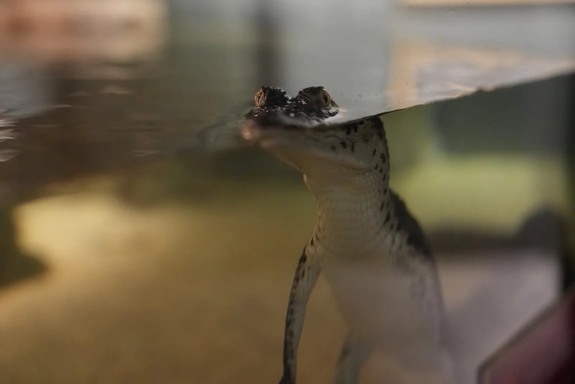 Парк крокодилов в Дубае - Image 2