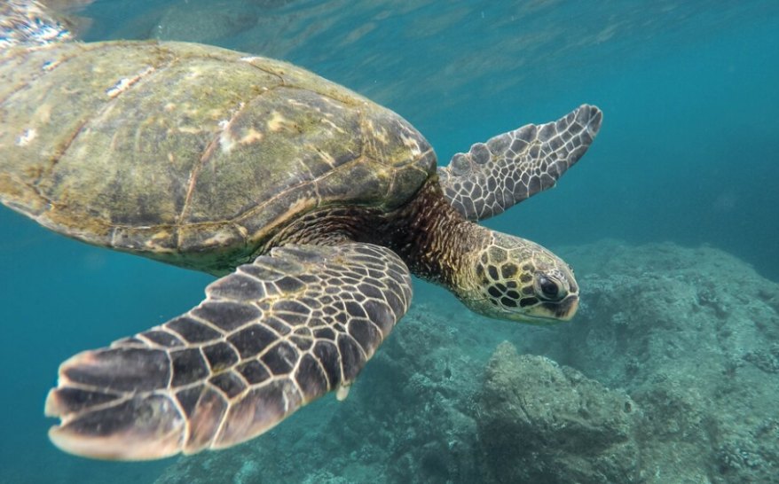 Sea Turtle
