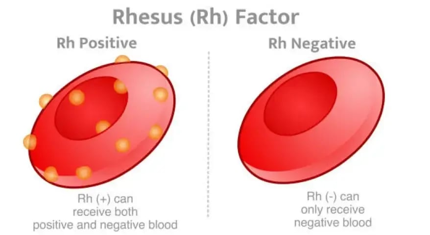 The Rh factor is an inherited protein found on the surface of red blood cells.