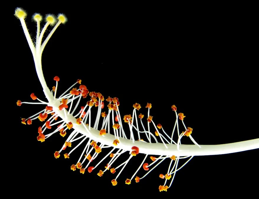 Dioecious Plants
