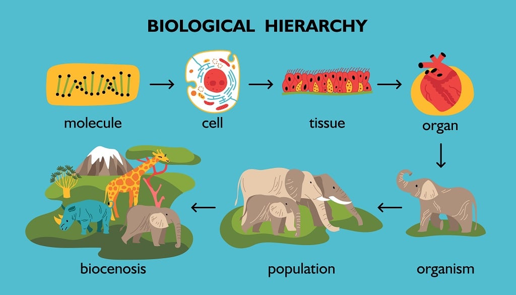 biological hierarchy - Freepik.com