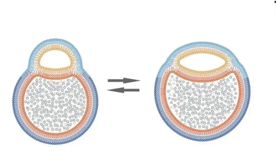 New Organelle the Hemifusome. (Source: University of Virginia Health System)