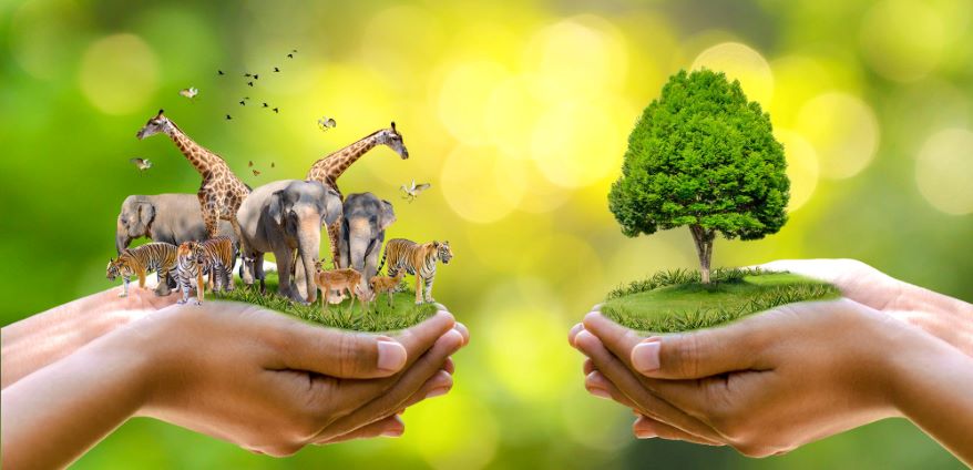 Conservation