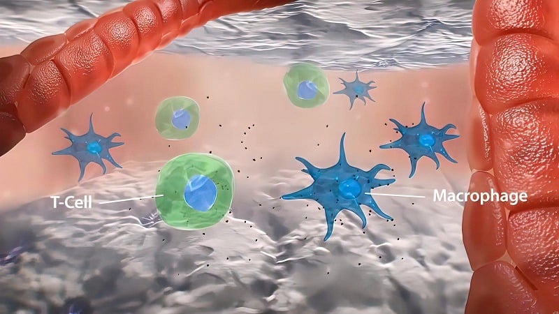 T cell macrophage interactions